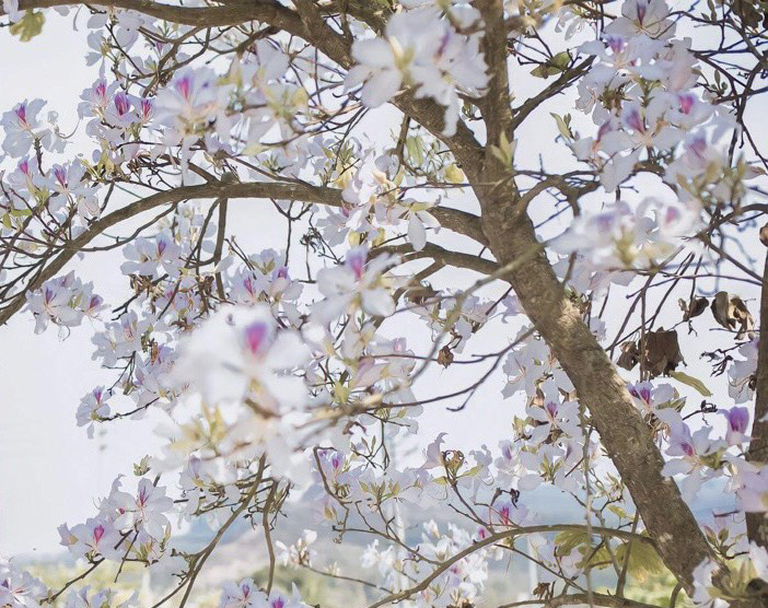 Về Điện Biên ngắm hoa ban nở, hòa mình vào lễ hội vùng cao - Hình 4 Ve Dien Bien ngam hoa ban no, hoa minh vao le hoi vung cao-Hinh-4