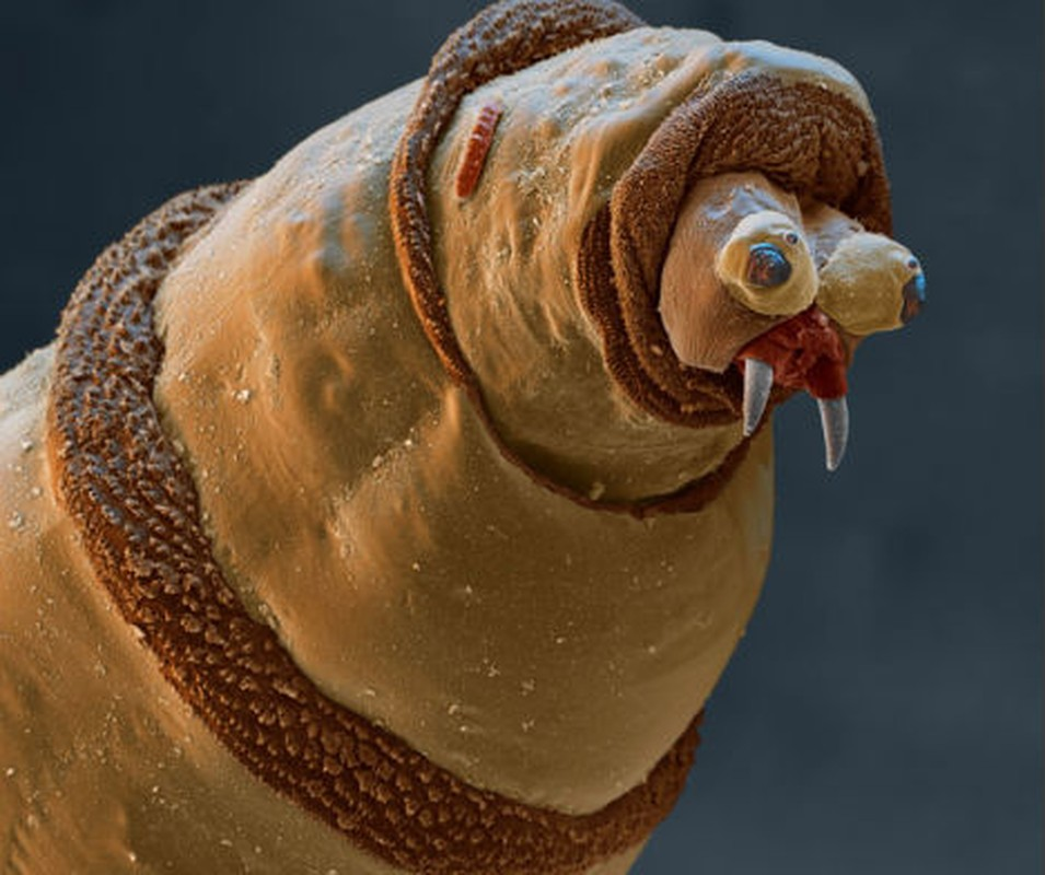 3. Giòi là một trong số những sinh vật kinh dị nhất tồn tại trên trái đất, ăn uống no nê trên các xác chết thối rữa, và đây chính là hình ảnh ám ảnh của một con giòi dưới ống kính hiển vi điện tử của nhà khoa học.