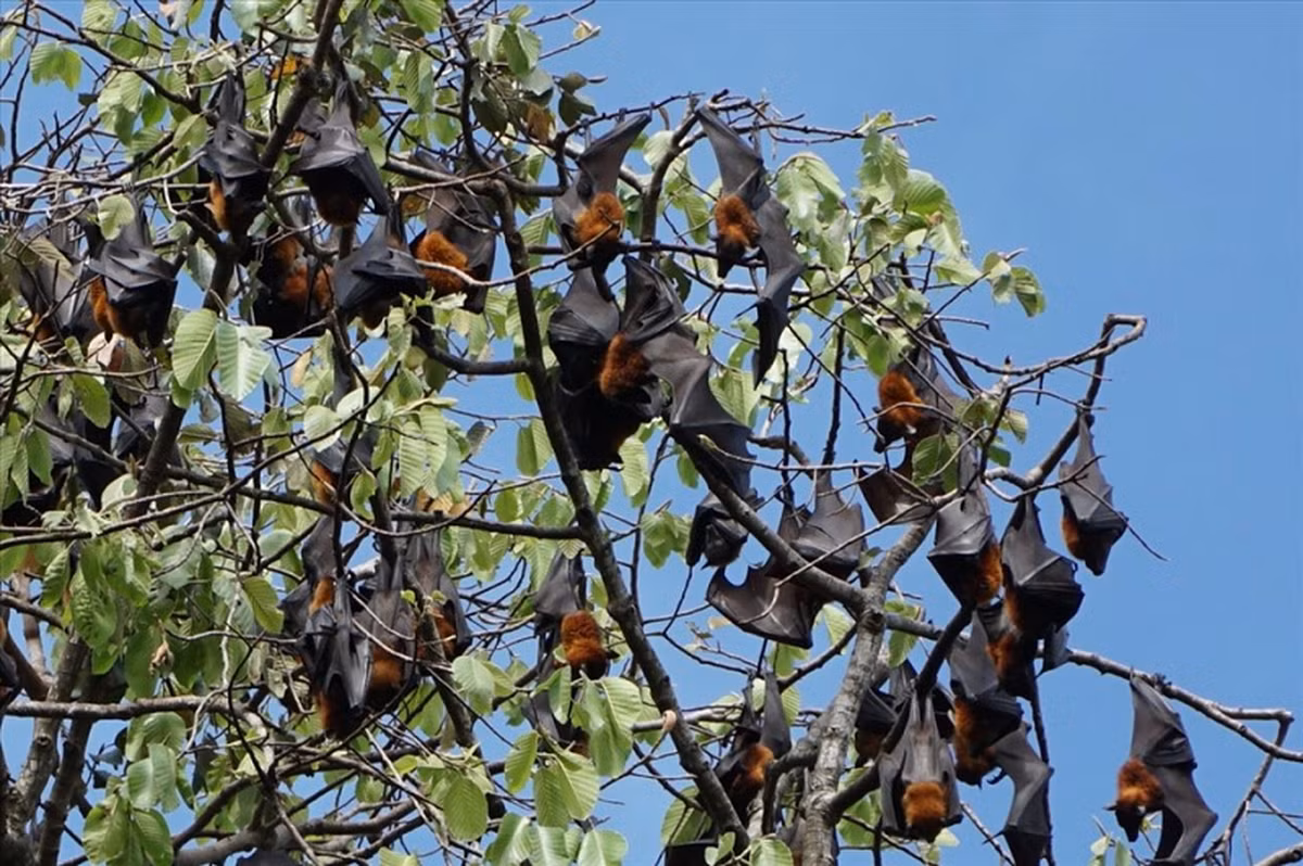 Các con dơi cũng có thể rời nhóm của mình để gia nhập nhóm khác nếu mối quan hệ trong bầy rạn nứt. Dơi phân biệt với các thành viên trong nhóm với nhóm khác nhờ vào sự khác biệt trong tiếng rít. Thậm chí nếu không gặp trong một thời gian dài, chúng vẫn có cách trở về với các thành viên trong "gia đình".