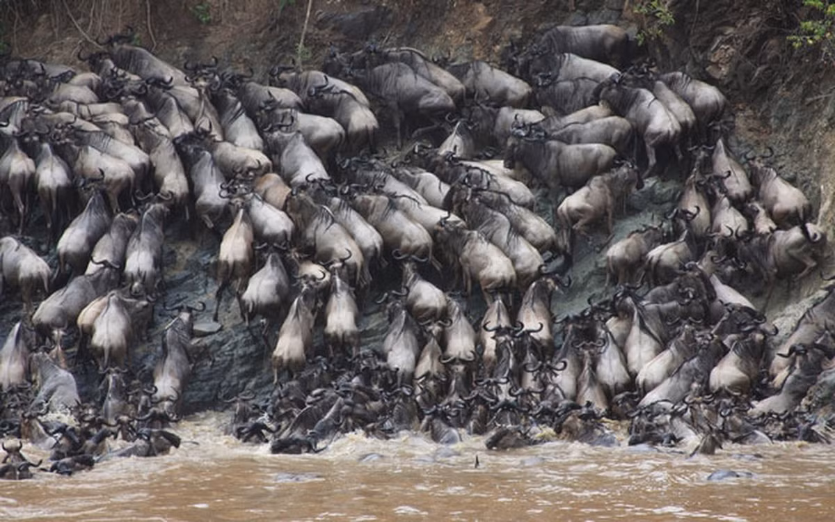 Trong quá khứ, chúng đã tụ tập thành đoàn quân với hơn 1 triệu con, diễu hành khắp các đồng cỏ trong nhiều tuần.