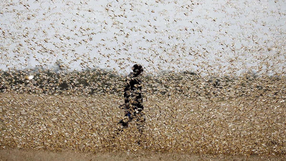 Đến mùa giao phối, châu chấu thường chọn những nơi có đất cứng, độ ẩm tương đối và ánh sáng mặt trời nhiều để đẻ trứng. Châu chấu thường tập trung đẻ trứng hàng loạt trên một phạm vi không lớn lắm.