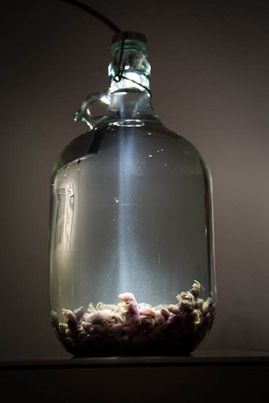 Theo chuyên gia sức khỏe, chuột bao tử chưa bị nhiễm bệnh từ môi trường bên ngoài song vẫn tiềm ẩn nguy cơ lây lan dịch bệnh qua chất chứa trong nội tạng.