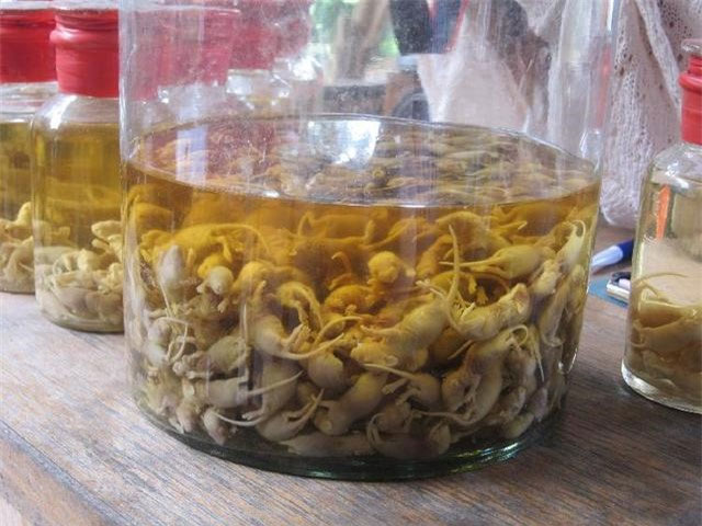 Rượu chuột bao tử có thể là một thức uống hoàng tử Chu Lữ Đạo yêu thích nên khi mất ông cũng được chôn theo để phục vụ người khi sang thế giới bên kia.