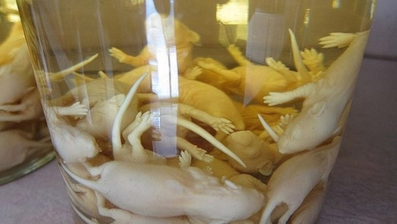 Nguyên liệu cho loại đồ uống tai tiếng này là những chú chuột sơ sinh không quá 3 ngày, có kích thước chỉ bằng ngón tay cái, còn đỏ hỏn. Vì màu da này mà chúng có cái tên rất Tây là chuột “pinky”. Chuột bao tử đạt chuẩn để ngâm rượu phải là những chú chuột còn tươi sống. Người ta tin rằng, chuột bao tử từ lúc sinh ra hoàn toàn sống bằng sữa mẹ nên bổ lại càng bổ hơn.