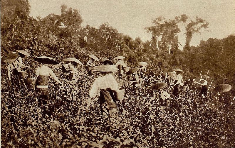 Phụ nữ dân tộc Thái thu hoạch bông ở Lào Cai. (Ảnh: Gallica.bnf.fr.)