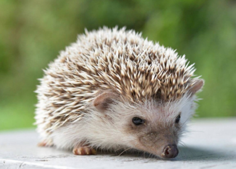 Ngoài ra, nhím còn ăn các loại hạt, củ, quả, lá cây và chồi non. Đặc biệt, dù không phải là động vật ăn thịt nhưng nhím thường gặm xương để mài răng thêm sắc nhọn.