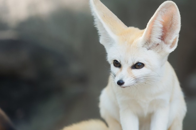 5. Cáo Fennec là một loài cáo hoạt động về đêm mang vẻ đẹp "hút hồn". Đây cũng là loài cáo nhỏ nhất thế giới với đôi tai to dài giúp chúng phân phối nhiệt độ cơ thể.