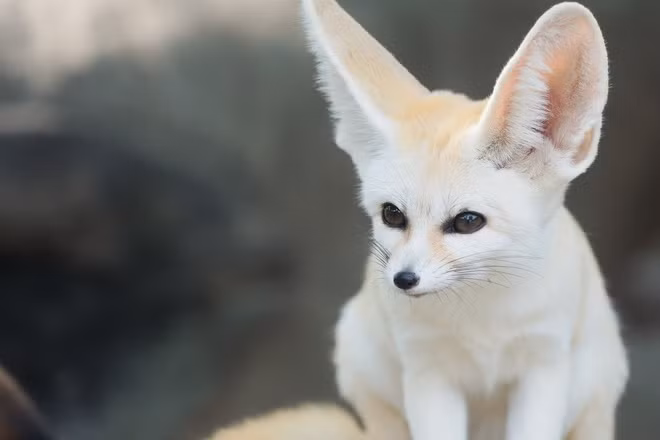 5. Cáo Fennec là một loài cáo hoạt động về đêm mang vẻ đẹp "hút hồn". Đây cũng là loài cáo nhỏ nhất thế giới với đôi tai to dài giúp chúng phân phối nhiệt độ cơ thể.