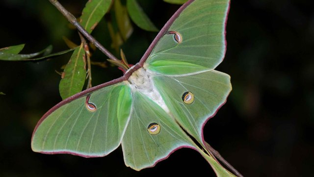 Đây là một trong những loài bướm lớn nhất Bắc Mỹ, sở hữu sải cánh khoảng 13cm. Loài vật này hoạt động mạnh nhất vào ban đêm và có đời sống khá nắng, chết sau 7 ngày trưởng thành. Thức ăn của bướm Luna bao gồm hạt dẻ, anh đào, quả óc chó.