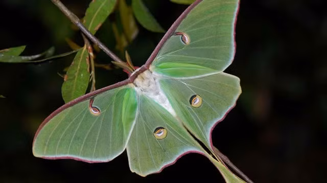 Đây là một trong những loài bướm lớn nhất Bắc Mỹ, sở hữu sải cánh khoảng 13cm. Loài vật này hoạt động mạnh nhất vào ban đêm và có đời sống khá nắng, chết sau 7 ngày trưởng thành. Thức ăn của bướm Luna bao gồm hạt dẻ, anh đào, quả óc chó.