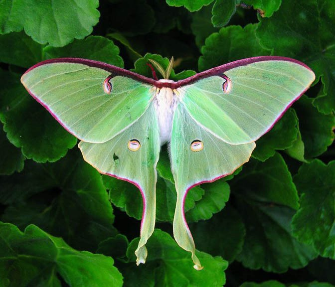 2. Nổi bật với bộ cánh màu xanh với các dải vàng vô cùng đẹp mắt, Bướm Luna xứng đáng là một "siêu phẩm" trong những loài động vật hoạt động về đêm.