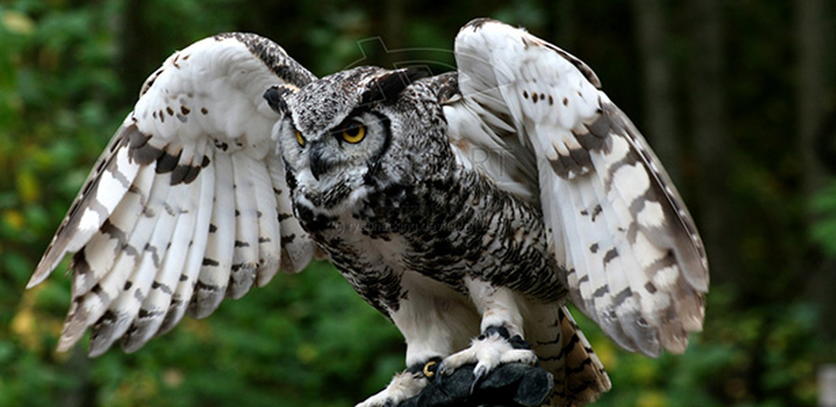 3. Chim cú là một trong những loài chim hoạt động ban đêm rất phổ biến. Nó sở hữu một bộ lông tuyệt đẹp, cái đầu tròn với đôi mắt to.