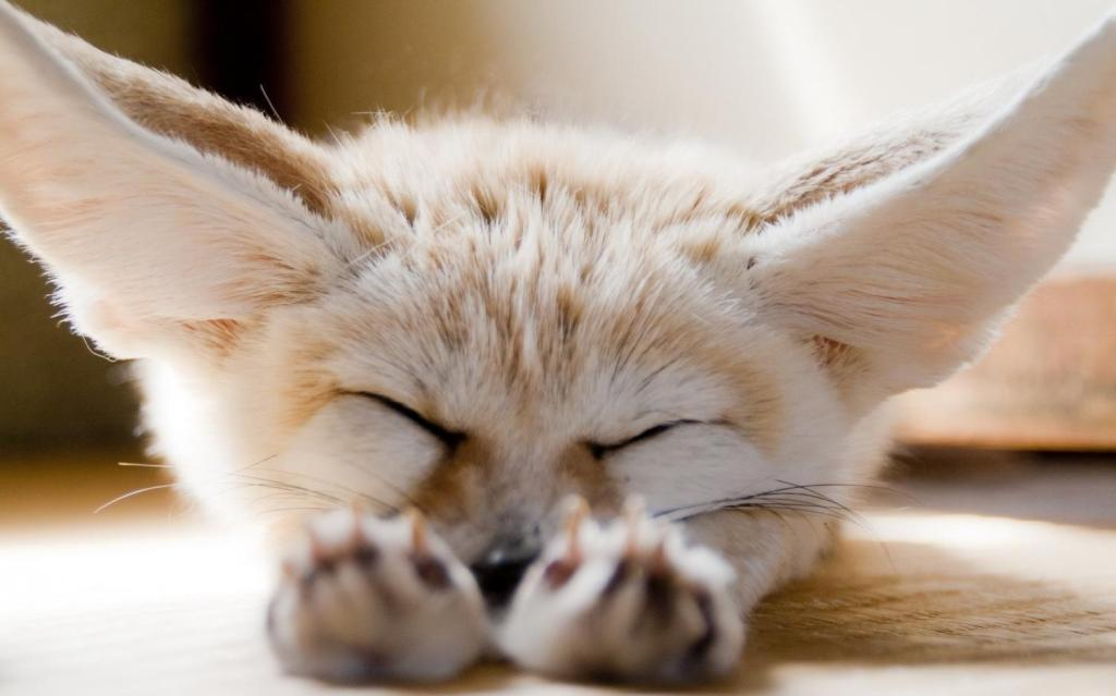 Cáo Fennec là thú nuôi khá phổ biến tại nước ngoài, nhất là Mỹ.
