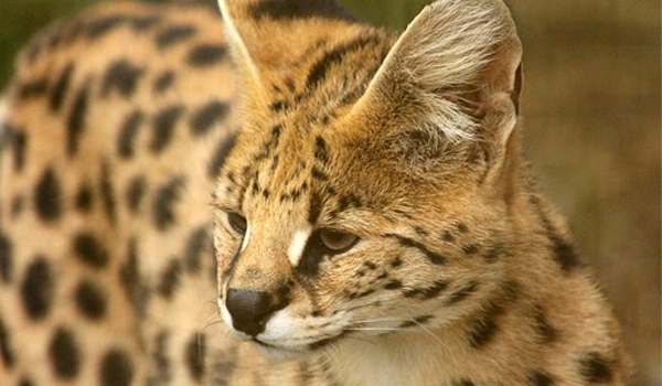 Mèo Savannah còn rất trung thành và sự trung thành của nó thường được so sánh với loài chó.