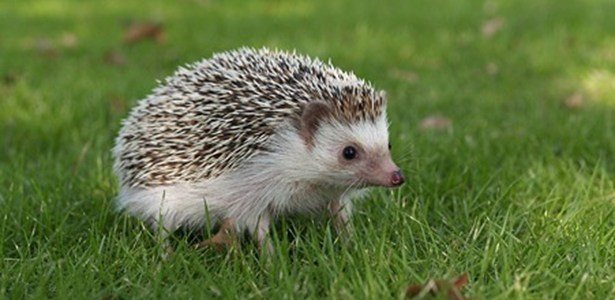 6. Loài nhím thường ngủ vào ban ngày và hoạt động vào ban đêm. Đây là động vật ăn cỏ. Một số loài nhím thích ăn gỗ.