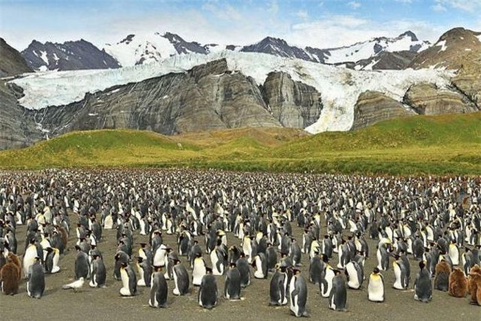 Dee Boersma, một nhà sinh học bảo tồn và giáo sư tại Đại học Washington, người không tham gia chuyến thám hiểm, đồng ý với quan điểm này: "Con chim cánh cụt này thiếu một số sắc tố nên nó mới có màu kì lạ như vậy trong khi những con bạch tạng thực sự đã mất hết sắc tố".