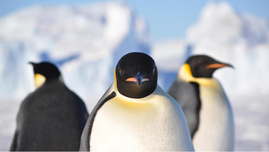 Chim cánh cụt vua ăn nhiều loài cá nhỏ, mực và nhuyễn thể. Cá chiếm khoảng 80% chế độ ăn uống ngoại trừ vào những tháng mùa đông như tháng 7 và tháng 8, chúng chỉ chiếm khoảng 30%.