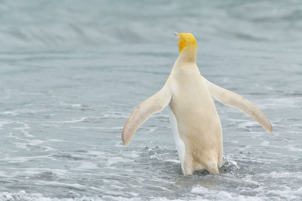 Tranh luận với quan điểm này, nhà nghiên cứu McGraw nói chim cánh cụt đã mất sắc tố carotenoid hoặc sắc tố vàng cam-đỏ trong mỏ và sắc tố melanin trong lông, trong khi vẫn giữ lại sắc tố vàng trong lông của nó.