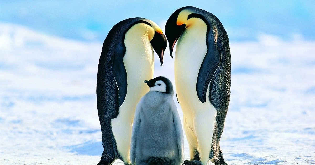 Tuy nhiên trong vòng 30 năm, đàn cánh cụt hoàng đế trên đảo Ile aux Cochons, Pháp, giảm số lượng từ 2 triệu cá thể xuống còn khoảng 200.000, nguyên nhân được cho là vì biến đổi khí hậu.