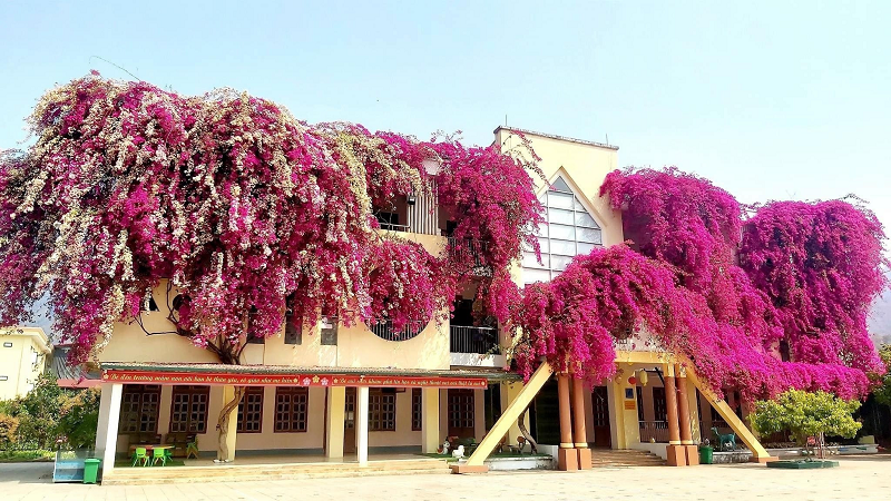 Tram tro ngam gian hoa giay sieu khung trong san truong mam non Son La
