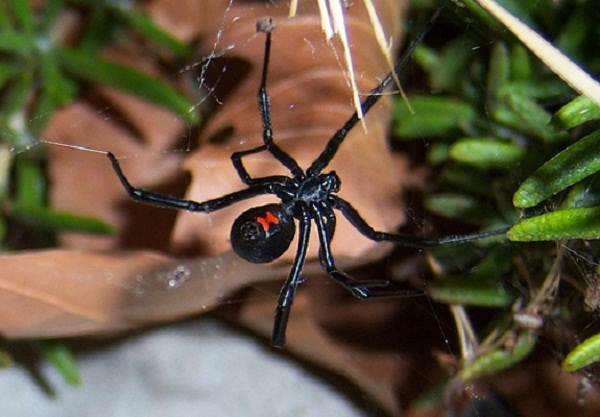 5. Nhện lưng đỏ Australia cũng là loài động vật có tập tính ăn thịt bạn tình, và gần như không có con đực nào chạy trốn được khỏi con cái sau khi giao phối.