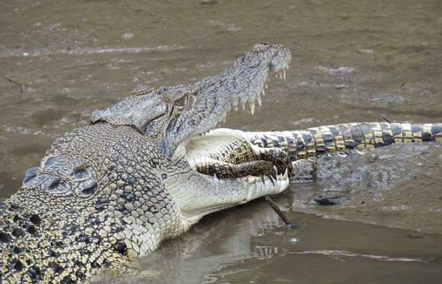 2. Cá sấu cũng là một trong số những loài động vật ăn thịt đồng loại để sinh tồn trong môi trường khan hiếm thức ăn.