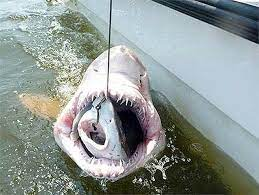 Loài cá này phải trải qua cuộc chiến sinh tồn với chính những người anh em của mình từ khi còn trong bụng cá mẹ. Sẽ chỉ có một con non được chào đời trong số nhiều phôi thai, sau đó nó sẽ ăn những quả trứng và những con nở muộn hơn.