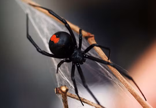 Việc này giúp nhện cái có nguồn dinh dưỡng để nuôi các phôi phát triển. Do đó, các con nhện lưng đỏ đực buộc chấp nhận hi sinh bản thân để duy trì nòi giống.