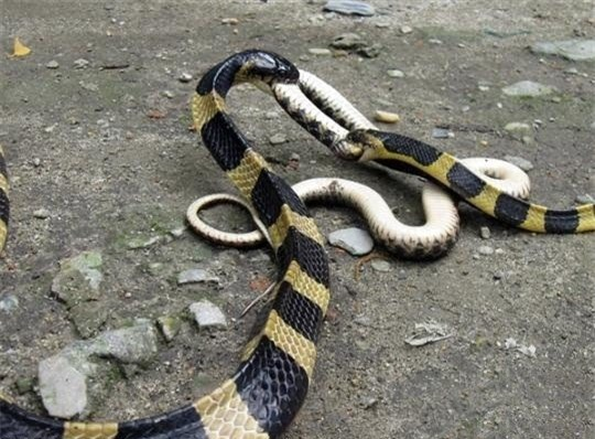 Loài rắn đuôi chuông còn có một tập tính kỳ lạ là ăn những quả trứng không thể nở và con non đã chết của chính mình. Điều này giúp chúng khôi phục được sức khỏe sau khi mang thai và sinh nở.