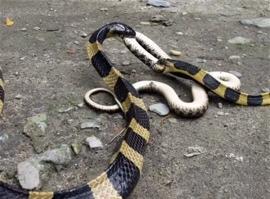 Loài rắn đuôi chuông còn có một tập tính kỳ lạ là ăn những quả trứng không thể nở và con non đã chết của chính mình. Điều này giúp chúng khôi phục được sức khỏe sau khi mang thai và sinh nở.