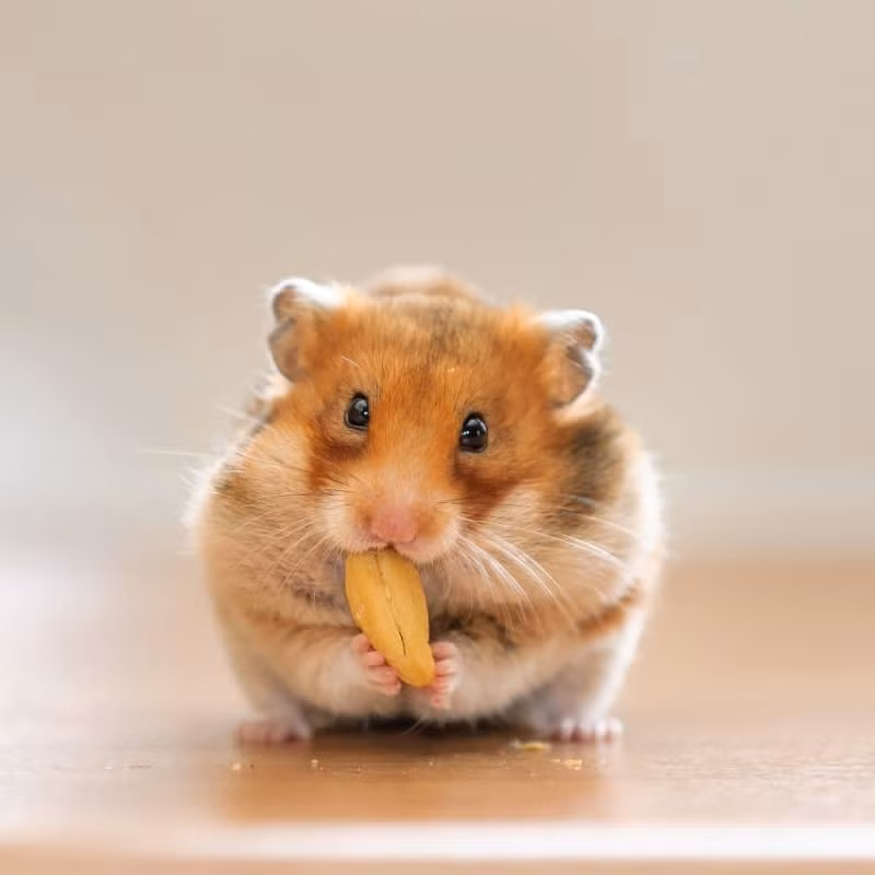 Nếu từng nuôi chuột hamster, bạn chắc chắn biết con vật bé xinh ấy giỏi giấu đồ ăn cỡ nào. Chúng có thể nhét được cả một mớ cà rốt vào trong miệng. 