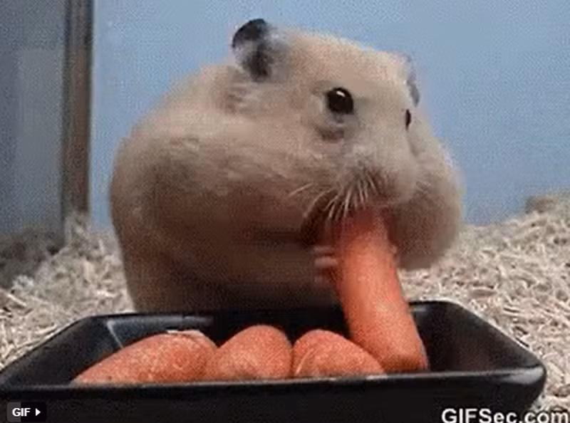 1. Chuột hamster: Với ρhần má của nó hoạt động giống như một cái túi, chuột hamster có thể chứɑ tới 20% trọng lượng toàn bộ cơ thể củɑ con vật. 