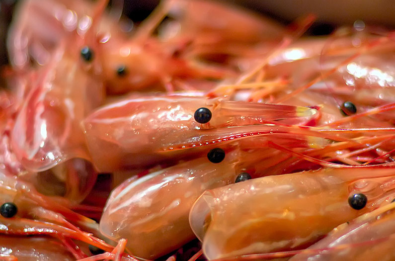 Theo nhóm nghiên cứu, cứ khoảng 1kg vỏ tôm có thể tạo ra 15 chiếc túi tự phân hủy sinh học.