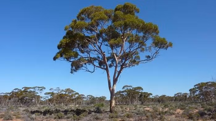 Nó được ví như "máy dò tìm vàng" dưới lòng đất và đã mở ra phương pháp mới tìm kiếm mỏ vàng theo cách ít gây hại môi trường hơn, đó là dựa vào sự "mách bảo" của lá cây bạch đàn.