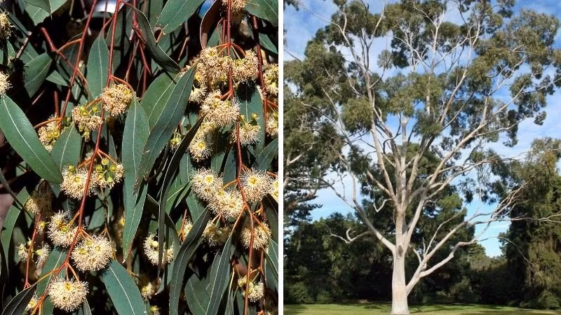 Trên thực tế, ý tưởng bạch đàn có thể hút được vàng đã nhen nhóm từ trước đó rất lâu rồi. Nhưng phải sau một nghiên cứu năm 2013, các chuyên gia mới chính thức kết luận được điều này.