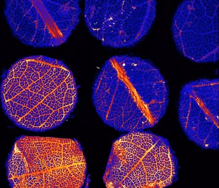 Kết quả không ngoài mòng đợi, bên trong lá cây có chứa tinh thể vàng với kích cỡ khoảng 8 micromet.