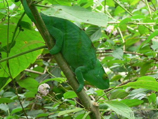 Đối với một số loài săn mồi, tắc kè hoa sẽ đổi màu cho phù hợp với môi trường xung quanh nhưng với một số loài săn mồi khác, loài tắc kè hoa sẽ chuyển thành màu sắc sặc sỡ.