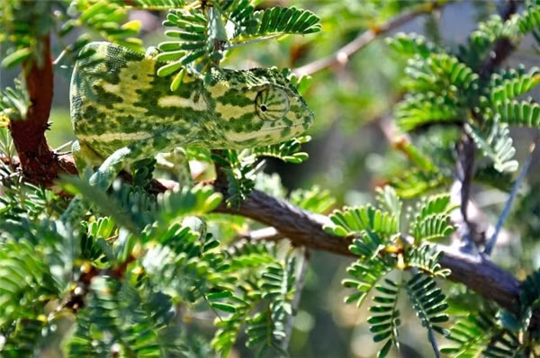 Các nhà khoa học cho biết, bằng một cách nào đó, loài tắc kè hoa có thể nhận diện được kẻ thù của mình.