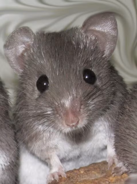 Chúng có thể tái tạo lại hoàn toàn lớp da, nang lông, tuyến mồ hôi chỉ trong một vài ngày và không để lại sẹo.