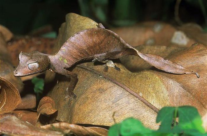 Nhưng tắc kè hoa còn 1 khả năng đặc biệt hơn cả là ngụy trang tùy thuộc vào kẻ thù.