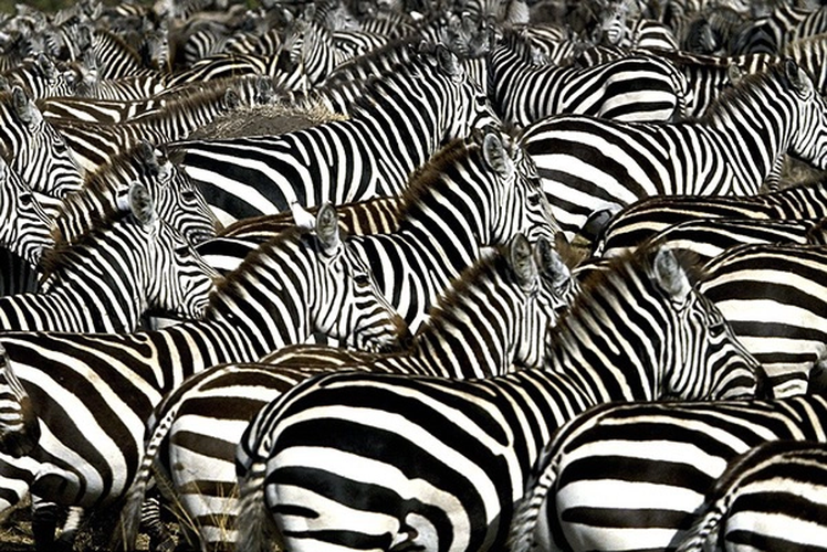 Sọc ngựa vằn còn giúp chúng có thể tránh xa nhiều loài côn trùng chuyên đi hút máu.