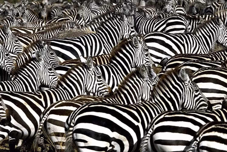 Sọc ngựa vằn còn giúp chúng có thể tránh xa nhiều loài côn trùng chuyên đi hút máu.