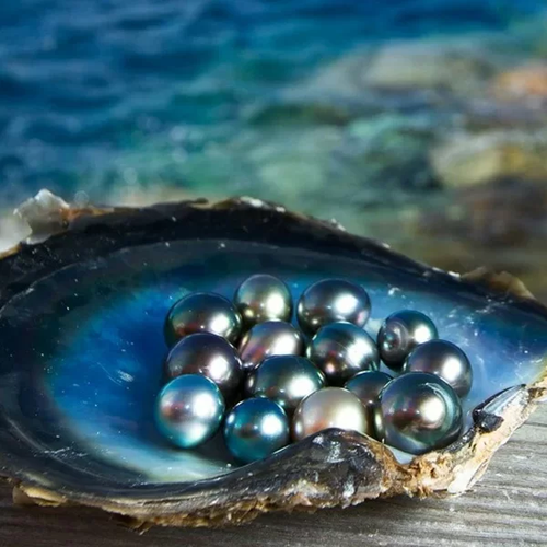 Nghi ngờ có thể là ngọc trai đen, anh bèn chụp lại ảnh vật thể tròn vo đó sau đó lên mạng tìm kiếm thông tin.