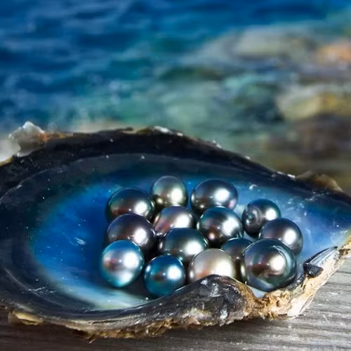 Nghi ngờ có thể là ngọc trai đen, anh bèn chụp lại ảnh vật thể tròn vo đó sau đó lên mạng tìm kiếm thông tin.