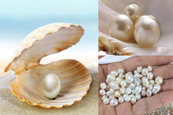 Không may mắn như Kenia Mac, anh Kim, sinh sống ở Hàn Quốc cũng đã phát hiện ra ngọc trai tự nhiên trong lúc ăm vẹm đỏ, tuy nhiên kết quả lại khiến anh phải thất vọng.