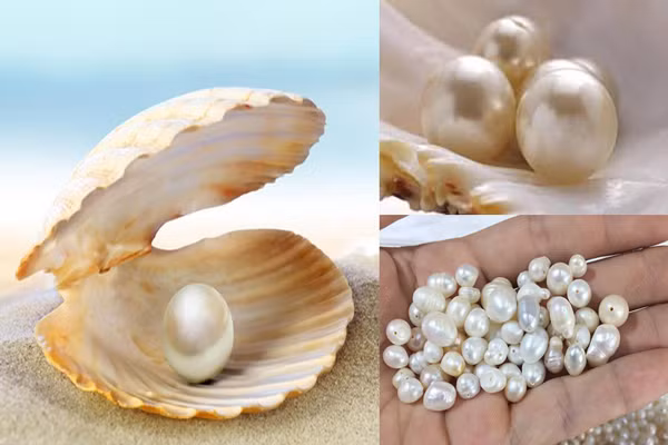 Không may mắn như Kenia Mac, anh Kim, sinh sống ở Hàn Quốc cũng đã phát hiện ra ngọc trai tự nhiên trong lúc ăm vẹm đỏ, tuy nhiên kết quả lại khiến anh phải thất vọng.