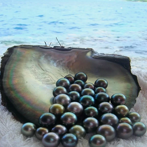 Quả đúng như anh mong đợi, đó là viên ngọc trai đen tự nhiên, giá trị ước tính có thể lên tới 50 triệu Won (khoảng 898 triệu đồng).