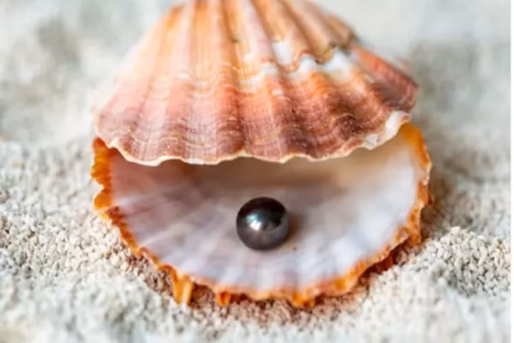 Theo đó, trong lúc ăn, anh đã phát hiện một vật thể hình tròn, màu đen xám, có ánh nhũ mờ, kết cấu khá mềm và đặc sắc.