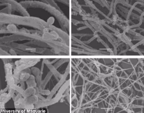 Chúng được xác định là một loại vi khuẩn thuộc nhóm Thaumarchaeota. Tức là loại vi khuẩn sống được là bằng cách oxy hóa các chất trong hang nước mặn. Không những thế chúng còn là loài sống mà không cần đến ánh sáng mặt trời.