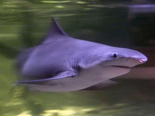 Giới khoa học xác định phần lớn cá mập sông đều thuộc 5 loài cá mập họ Glyphis. Ngoài ra, khả năng còn nhiều loài cá mập khác sinh sống trong vùng nước ngọt chưa được các nhà nghiên cứu phát hiện.